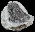 Hollardops Trilobite - Large Specimen #43514-2